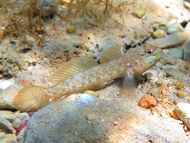 Gobius incognitus (M. Kovacic and R. anda, 2016) vs. Gobius bucchichi (Steindachner,1870)